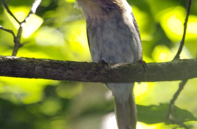 Sulawesi Lilac Kingfisher