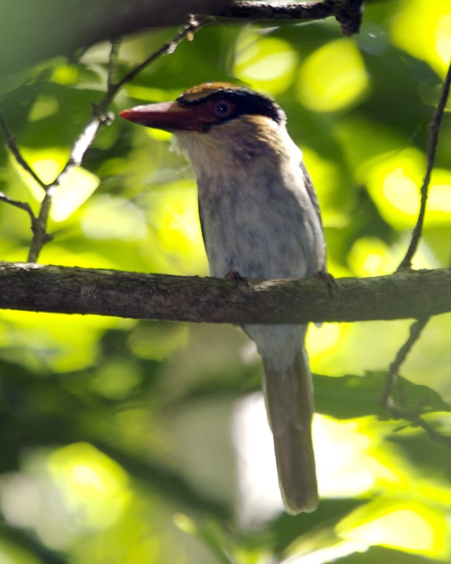 Sulawesi Lilac Kingfisher