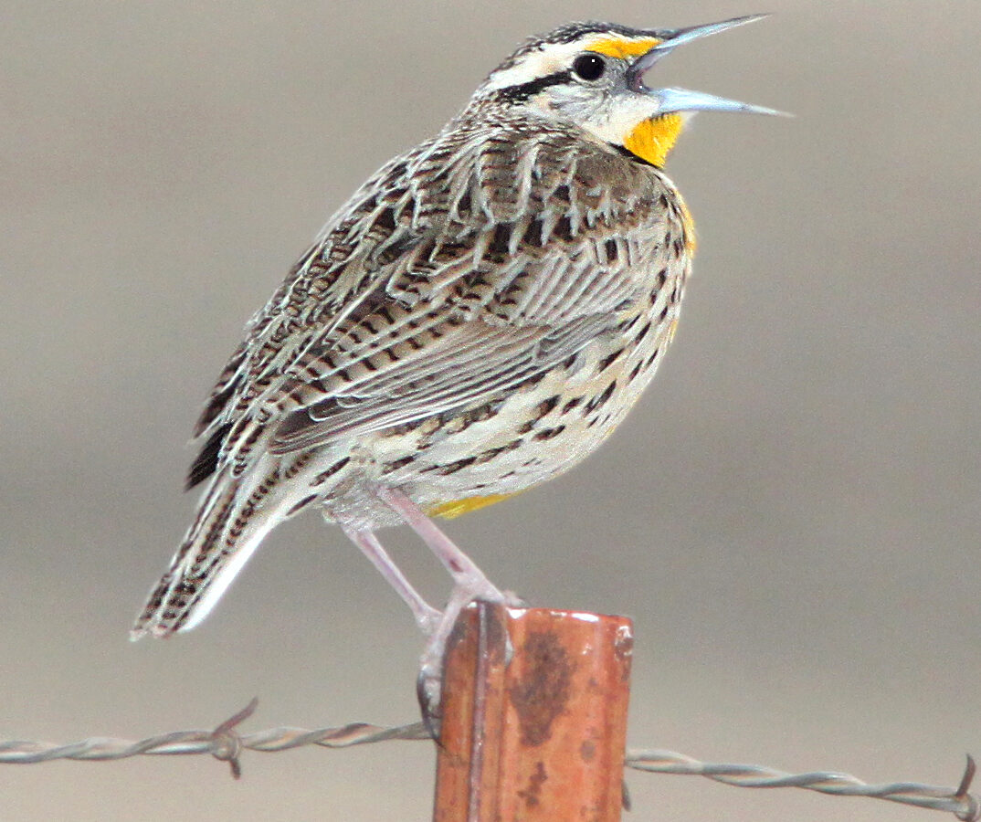 Chihuahuan Meadowlark