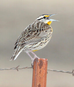 Chihuahuan Meadowlark