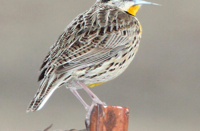 Chihuahuan Meadowlark
