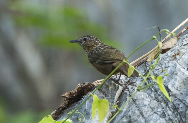 Rufous Limestone Babbler