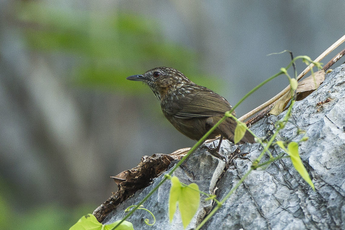 Rufous Limestone Babbler