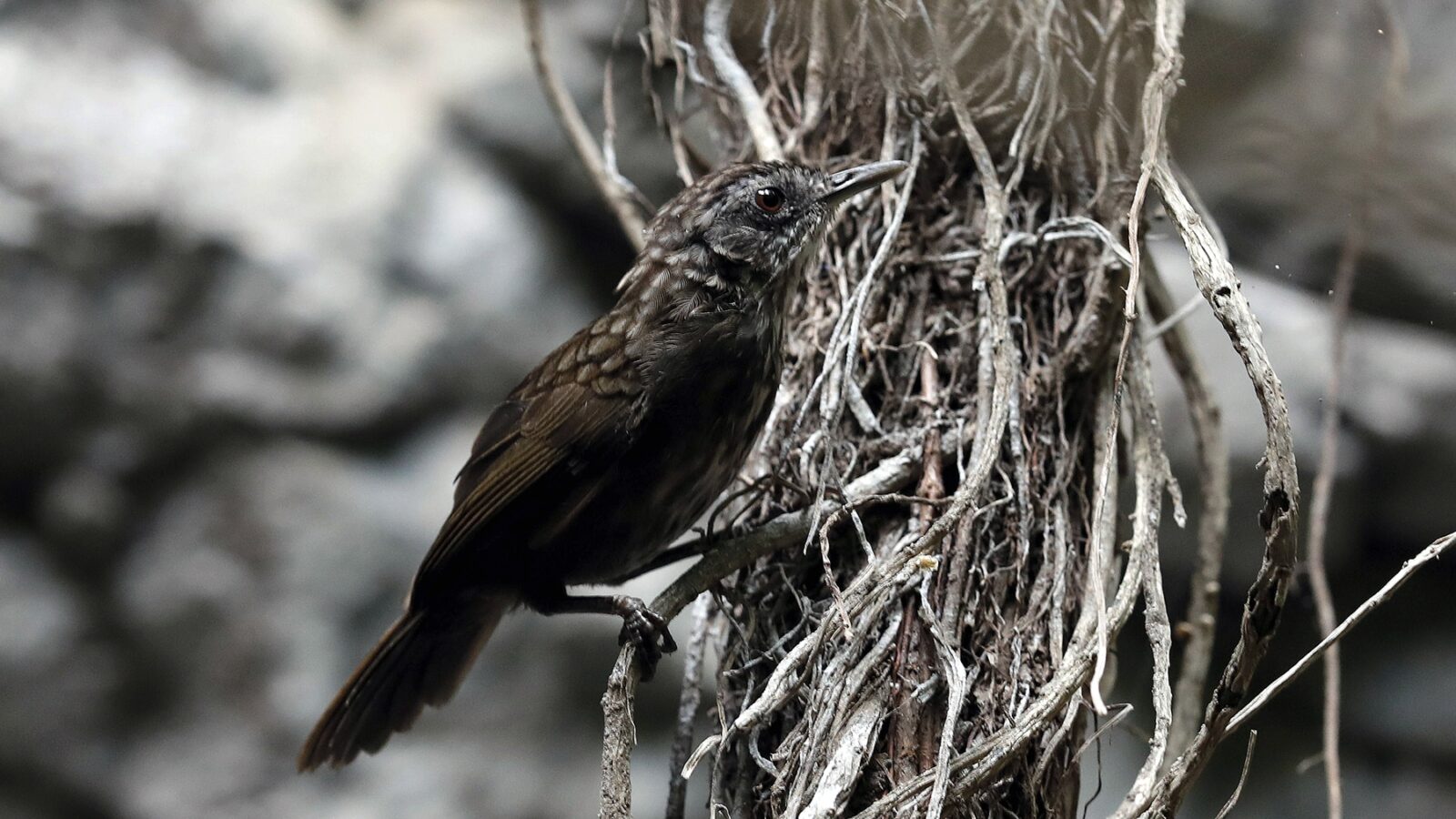 Variable Limestone Babbler