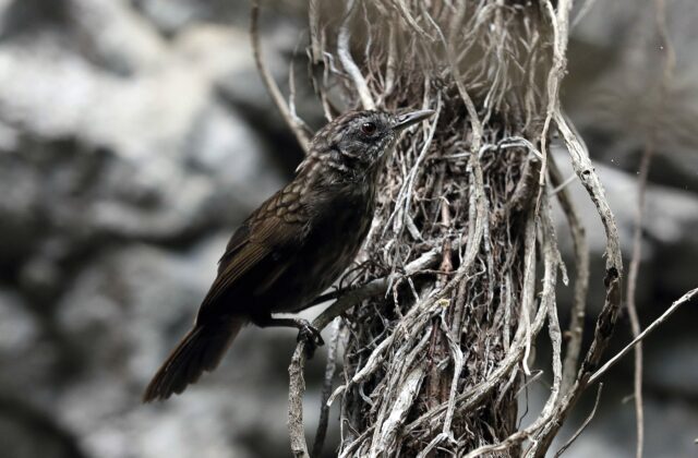Variable Limestone Babbler