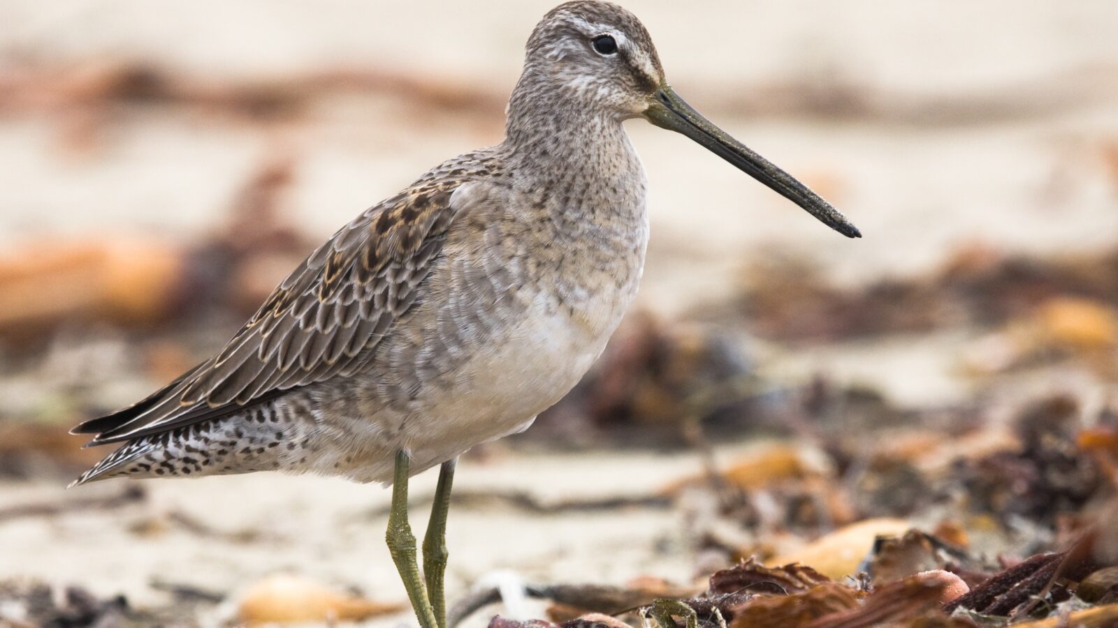 Long-billed Dowitcher
