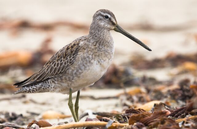 Long-billed Dowitcher