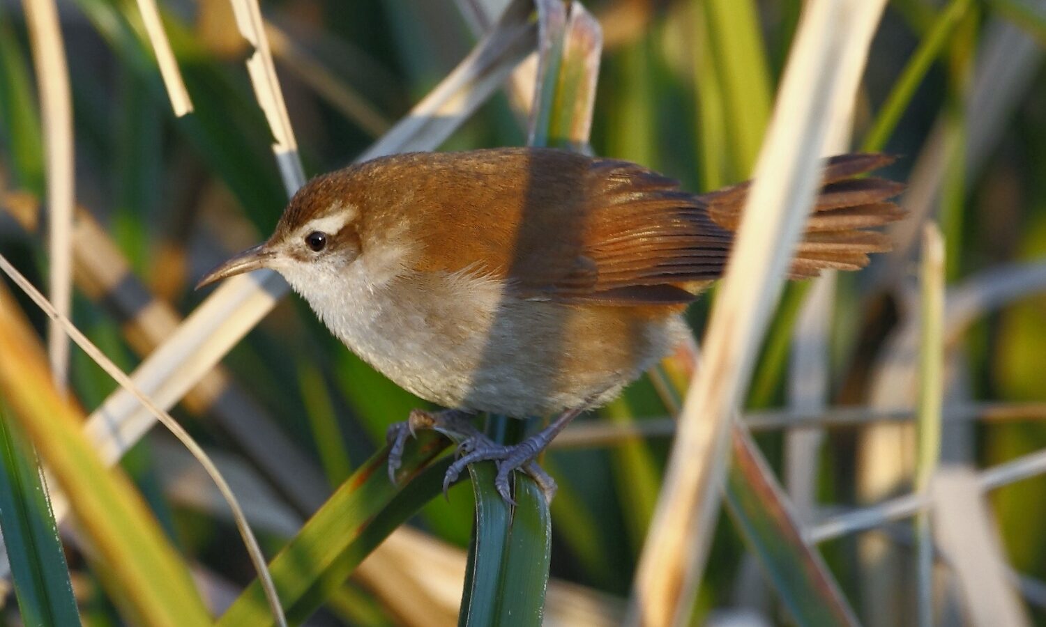 Curve-billed Reedhaunter