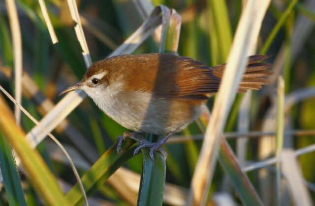 Curve-billed Reedhaunter