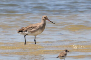 Hudsonian Godwit