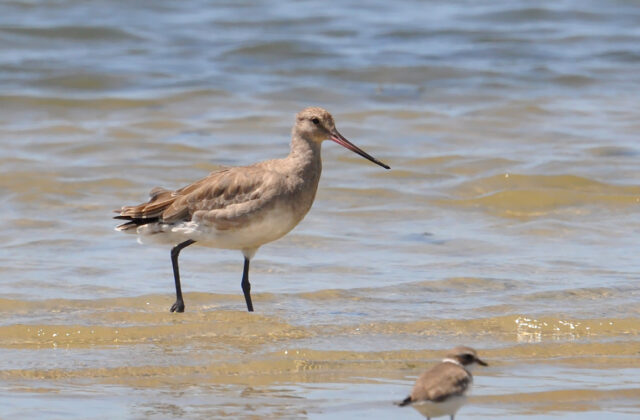 Hudsonian Godwit