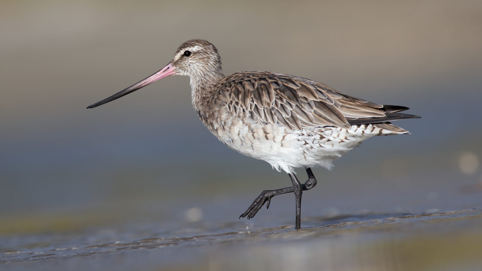 Bar-tailed Godwit