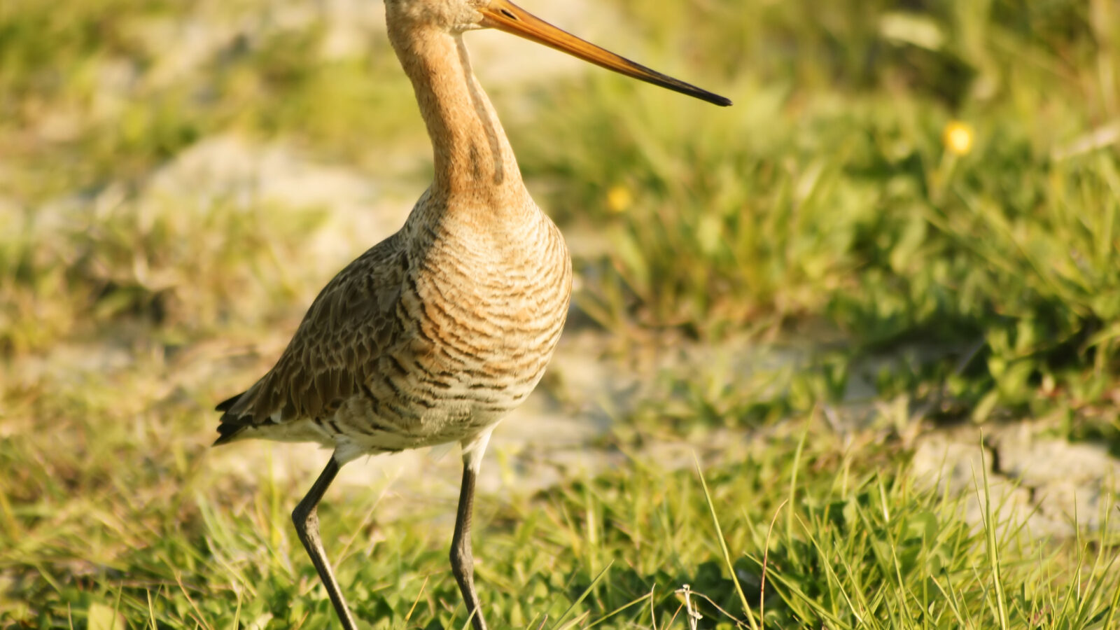 Black-tailed Godwit