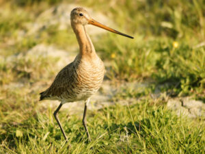 Black-tailed Godwit