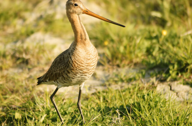 Black-tailed Godwit