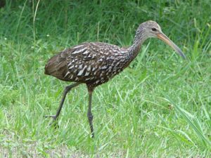Limpkin