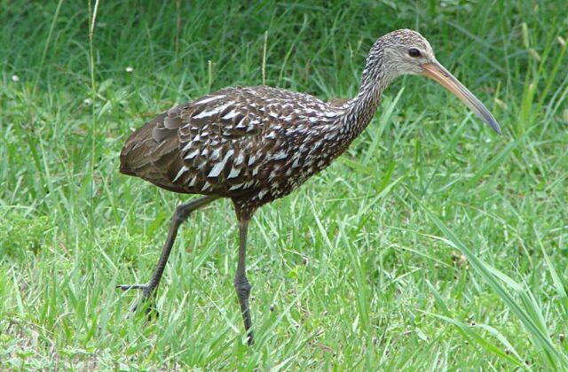 Limpkin