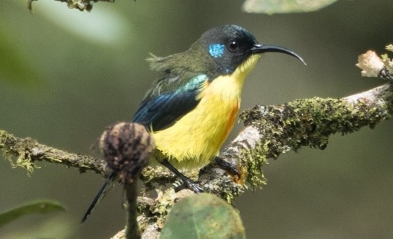 Lina’s Sunbird