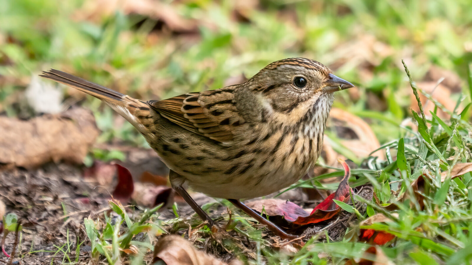 Lincoln’s Sparrow