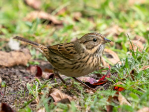 Lincoln’s Sparrow