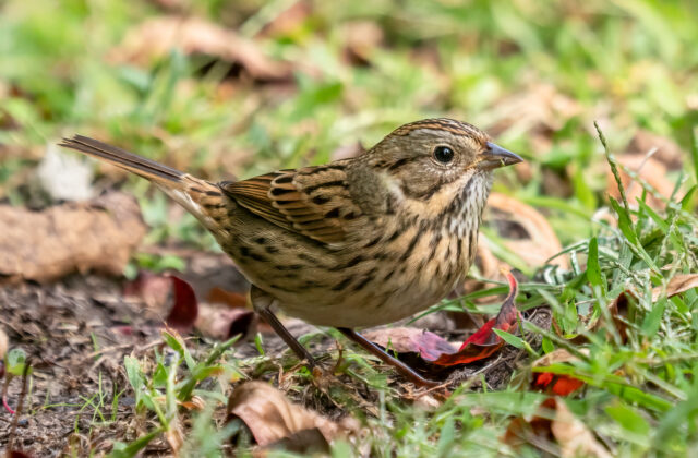 Lincoln’s Sparrow