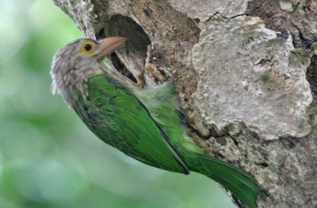 Lineated Barbet