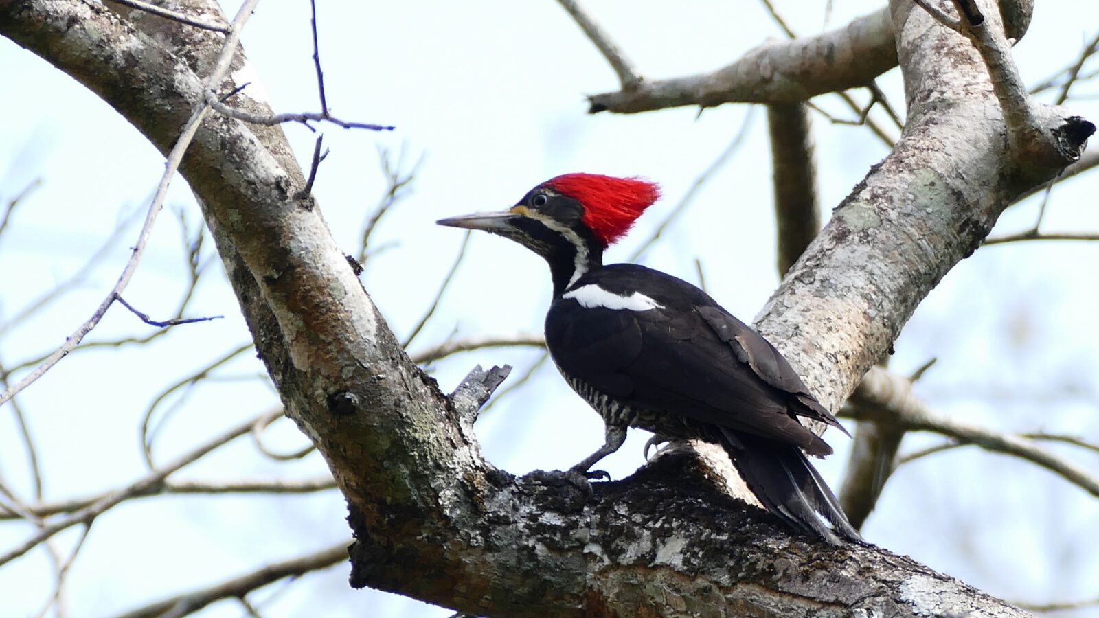 Lineated Woodpecker