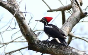 Lineated Woodpecker