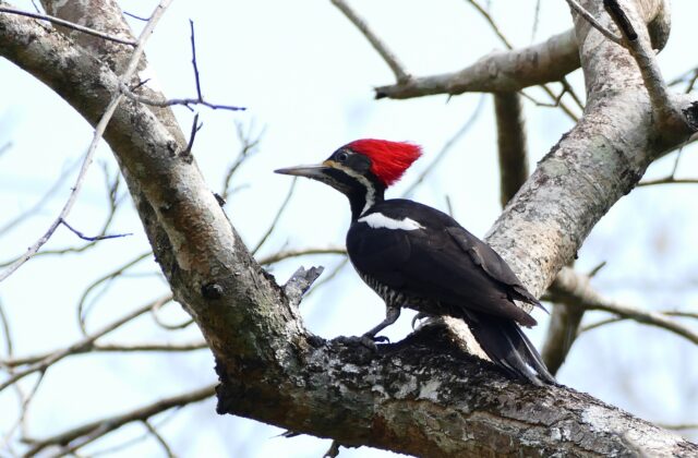 Lineated Woodpecker