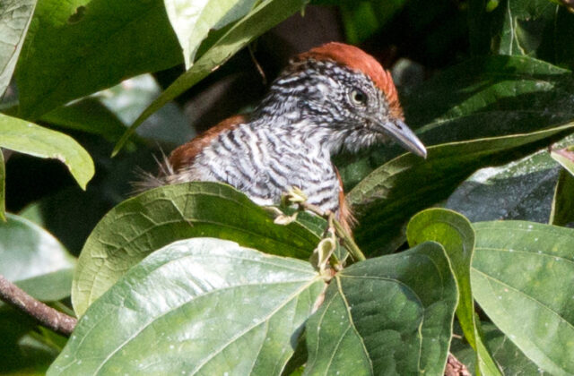 Lined Antshrike