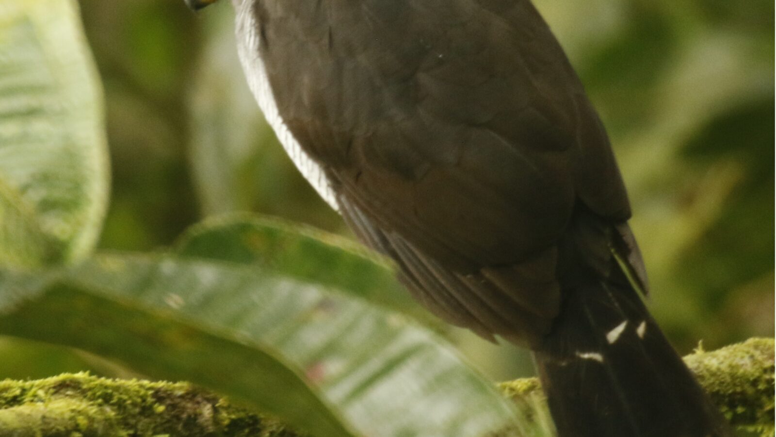 Lined Forest Falcon