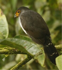 Lined Forest Falcon
