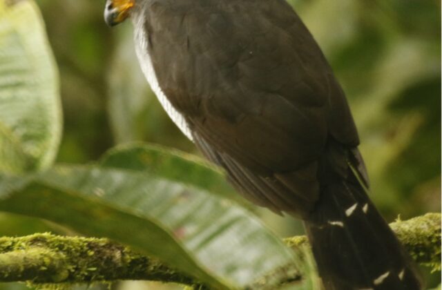 Lined Forest Falcon