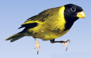 Oriole Finch