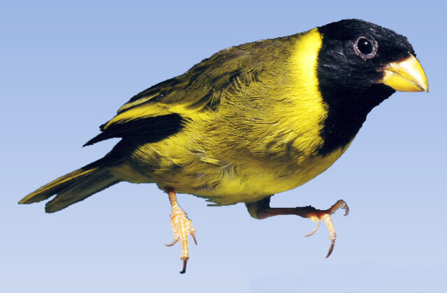 Oriole Finch