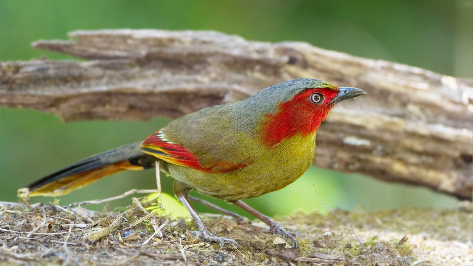 Scarlet-faced Liocichla
