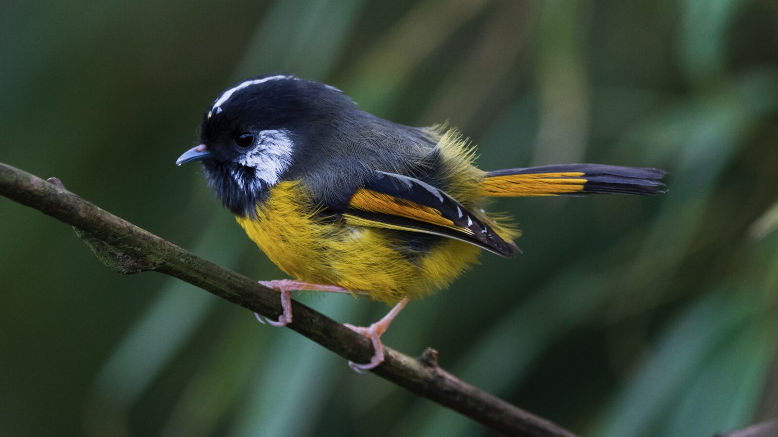 Golden-breasted Fulvetta