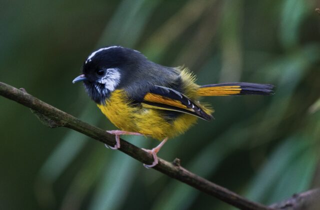 Golden-breasted Fulvetta