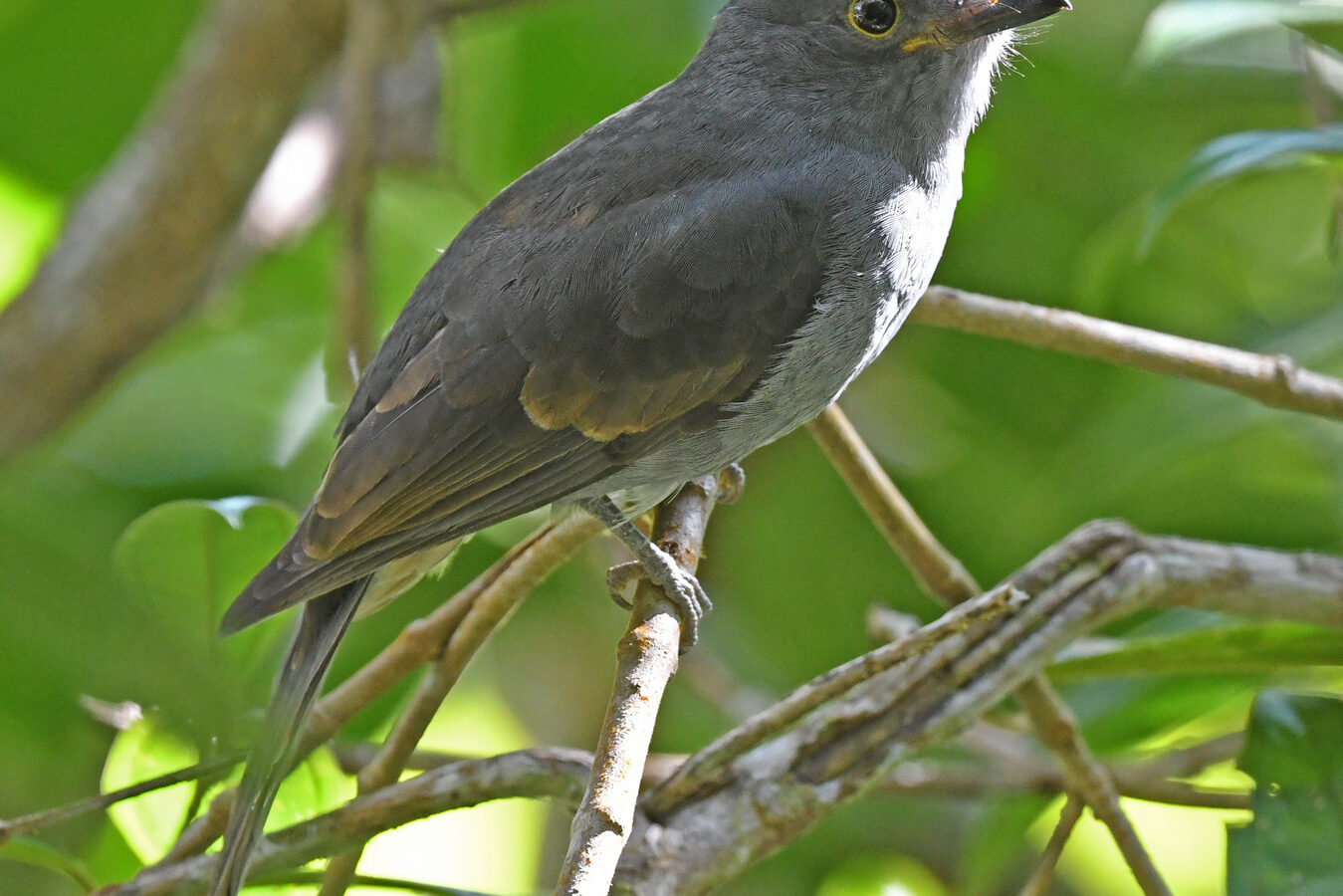 Chestnut-capped Piha