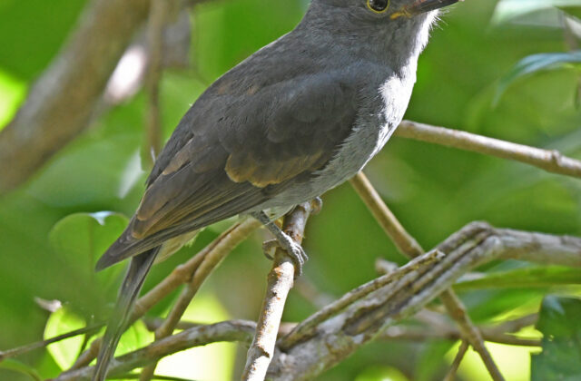 Chestnut-capped Piha