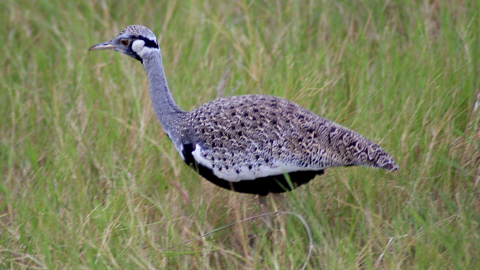 Hartlaub’s Bustard