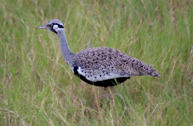 Hartlaub’s Bustard