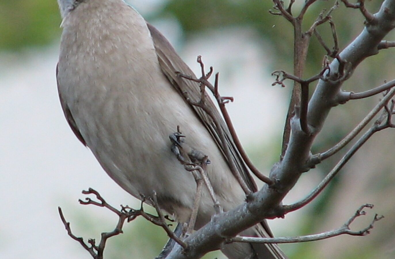 Little Friarbird