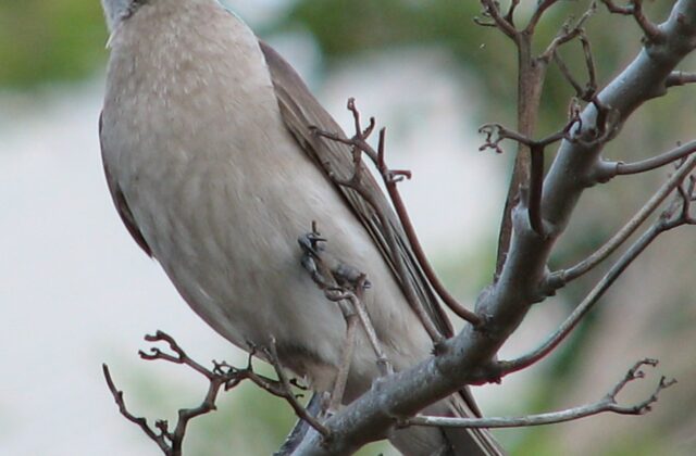 Little Friarbird