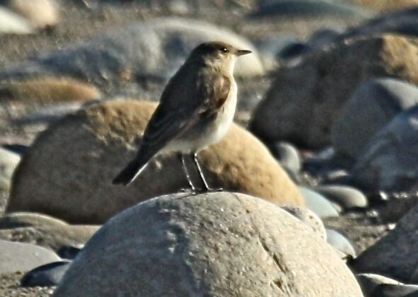Little Ground Tyrant