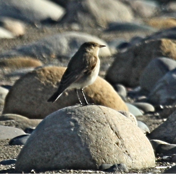 Little Ground Tyrant