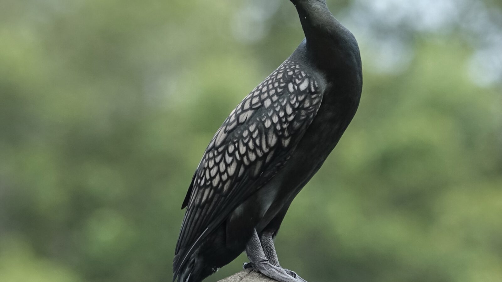 Little Black Cormorant