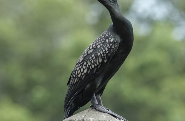 Little Black Cormorant