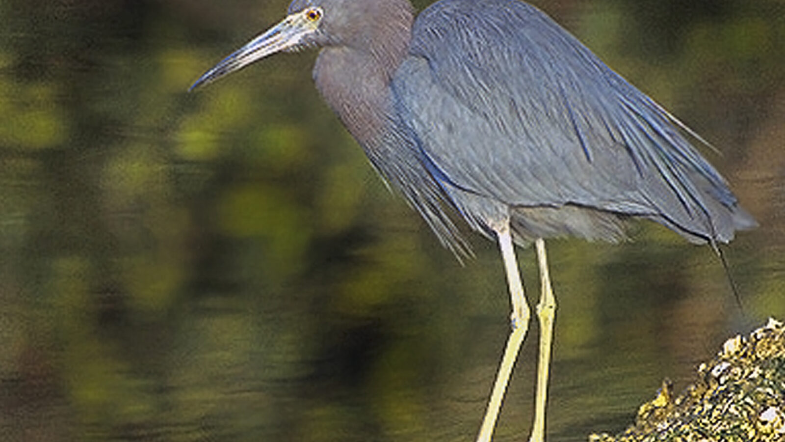Little Blue Heron