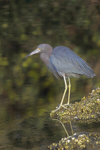 Little Blue Heron